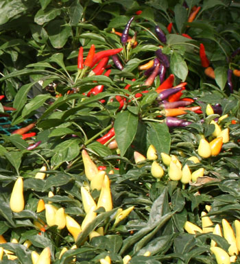 ornamental peppers 