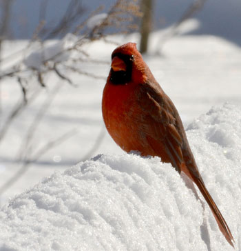 cardinal in snow