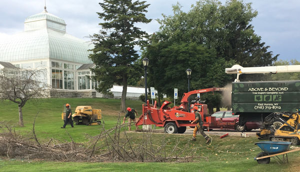 cutting trees at Buffalo and Erie County Botanical Gardens