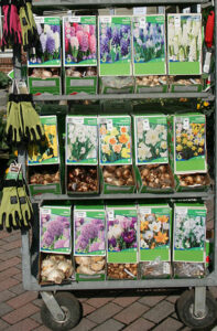 display of bulb at Mischler's Florist and Greenhouses