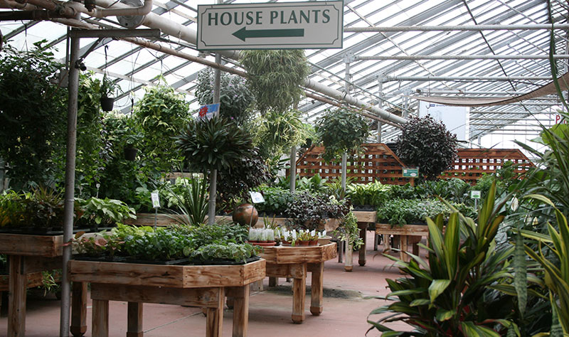 houseplants at Mischler's Florist and Greenhouses in Williamsville NY