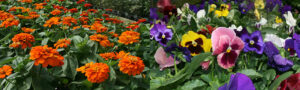 pansies and zinnias in early autumn at Mischler's in Williamsville NY
