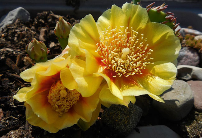 prickly pear cactus in bloom