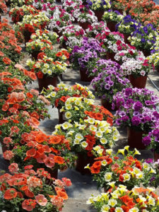 many pots of petunias at Mike Weber Greenhouses in West Seneca