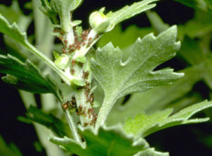 aphids on oxeye daisy