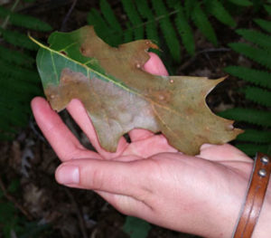 oak leaf with wilt