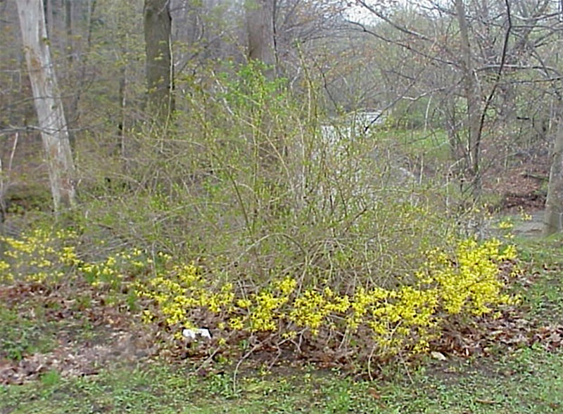 forsythia bush with some flowers killed in cold snap