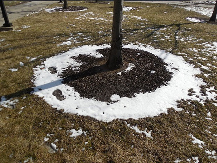 snow ring on ground around tree
