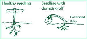 healthy seedling and seedling with damping off