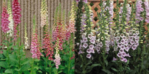 foxglove Excelsior and Camelot