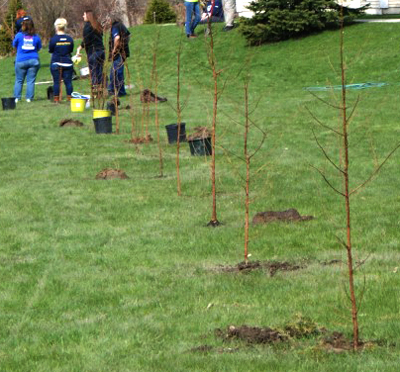 planting trees for Leaf a Legacy in West Seneca