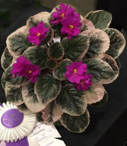 African violet called Ma's Jamaican Farewell