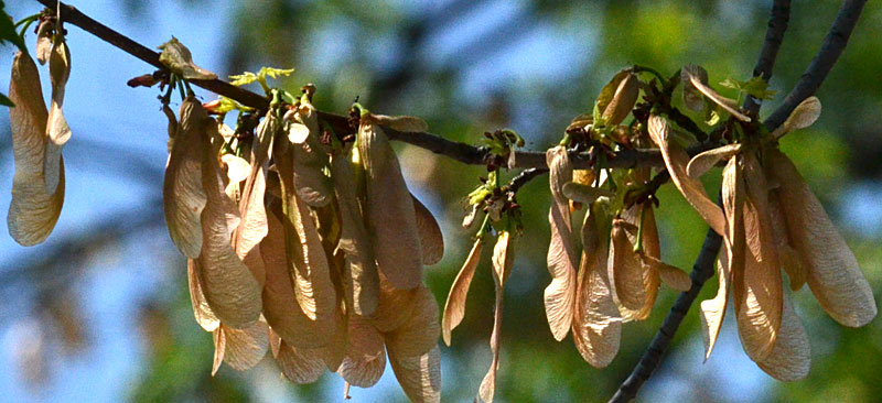 maple seeds on tree with few leaves