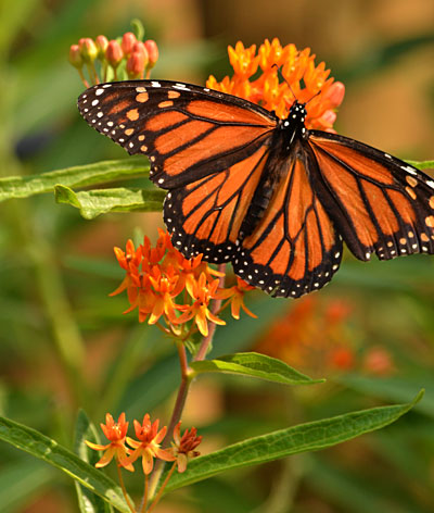 monarch on butterfly weed