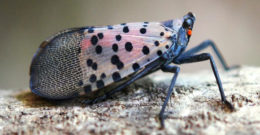 adult spotted lanternfly
