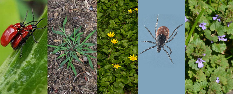 pest and weeds in spring