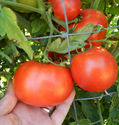 Glamour heirloom tomato