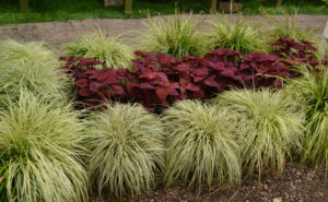 grass and coleus planting at the Buffalo Erie County Botanical Gardens