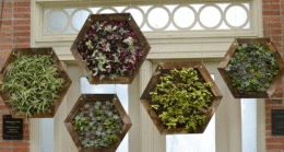 succulents in hexagon frames