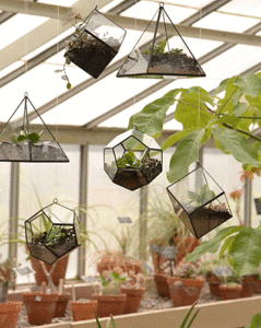 terrariums in different shapes at Buffalo Erie County Botanical Gardens