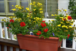 container of flowers on deck railing
