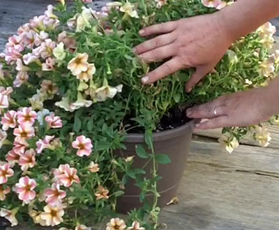 how to water soil of hanging basket