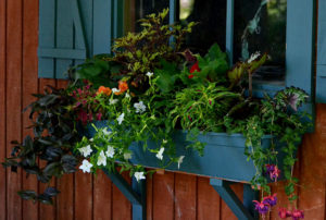 colorful window box in shade