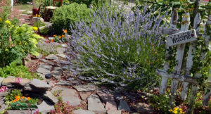 lavender in Niagara Falls garden