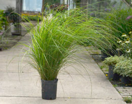Miscanthus 'Scout' waving in a breeze