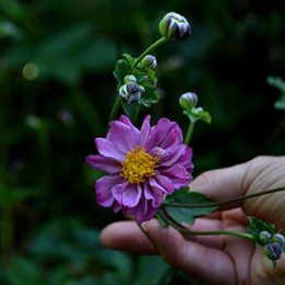 anemone September Charm In Amherst NY