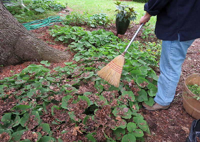 Green Living: Five steps to building a leaf composter 