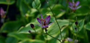 toad lily in Amherst NY