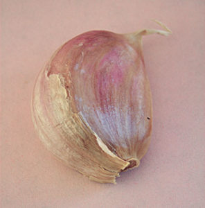 garlic clove in Western New York