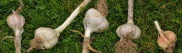 bulbs of garlic in Buffalo