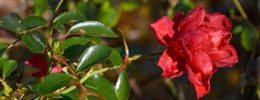 red rose in early winter garden in Western New York
