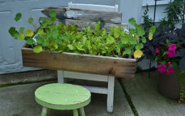 lettuce plants in box on chair in Hamburg NY