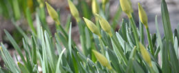daffodil buds in spring in Western New York