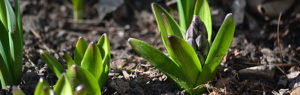 hyacinth bud in spring in Western New York