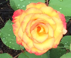 'Dream Come True' grandiflora rose