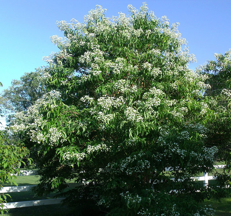 Seven-sons tree in Western New York