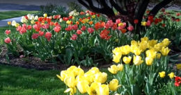 tulip garden in Cheektowaga NY