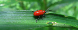 red lily leaf beetle by