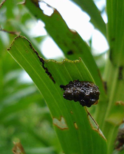 red lily leaf beetle covered in feces by Law
