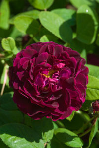 Old Rose 'Tuscany Superb'