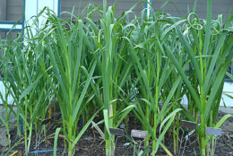 garlic plants with scapes