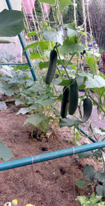 cucumbers on trellis recycled from scrap