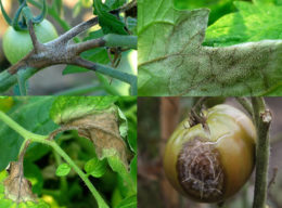symptoms of late blight on tomatoes