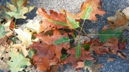 oak leaves showing symptoms of oak wilt