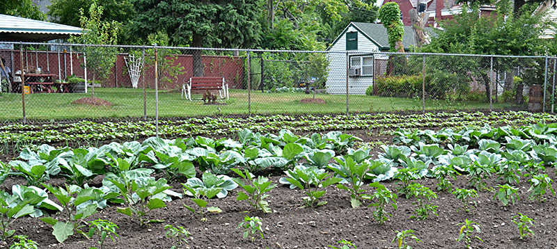 large vegetable garden on East Side of Buffalo