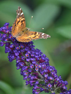 American painted lady on Black Knight butterfly bush